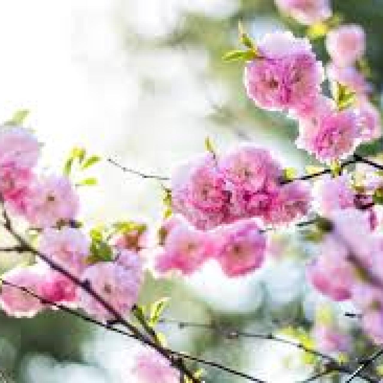 frühling/sommer